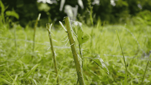 Close up of a willow bed.
